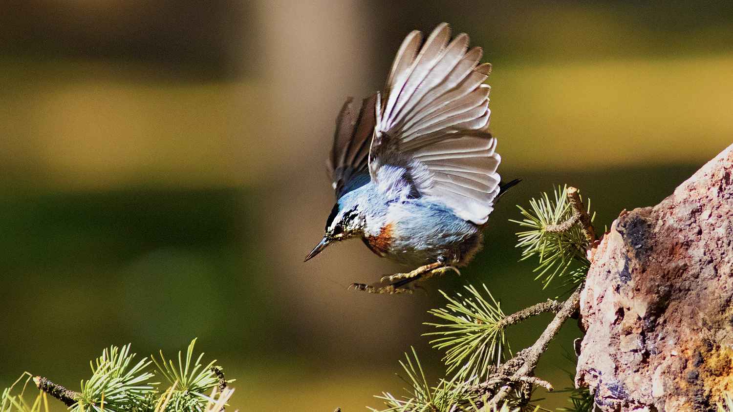 Krüper's Nuthatch